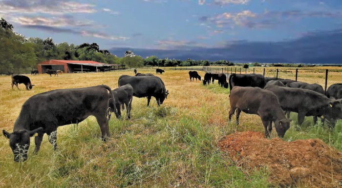 Στην Δράμα το πρώτο κοπάδι Wagyu – Πωλείται έως και 300€ το κιλό !