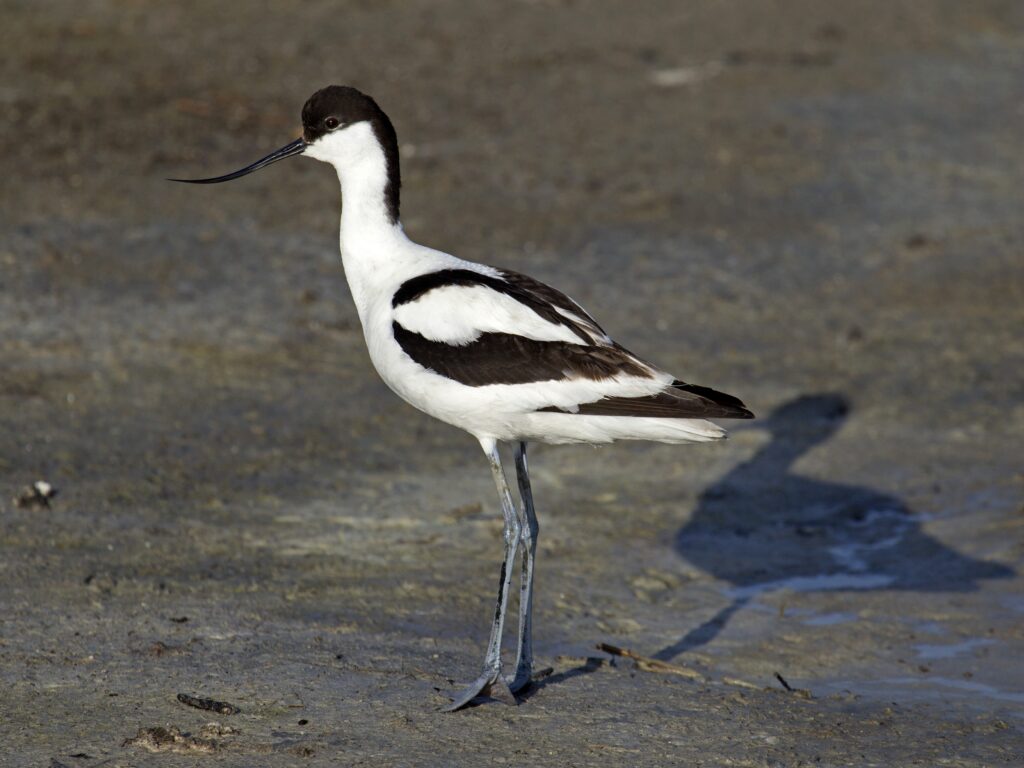 Pied_Avocet_Recurvirostra_avosetta-1024x768.jpg