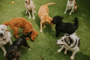 Different,Breeds,Of,Dogs,Playing,Together,On,Grass.,Some,Dogs